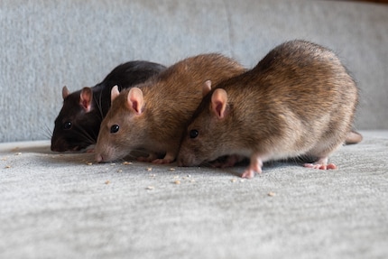 Speedy, Ben und Jerry einige Monate später.