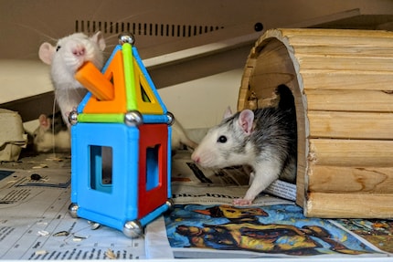 Hier siehst du, warum sie Huskyratten heissen.