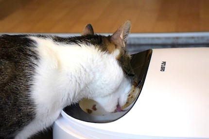 Erhöht essen: Seniorkatzen oder beeinträchtigte Tiere könnten darüber froh sein.