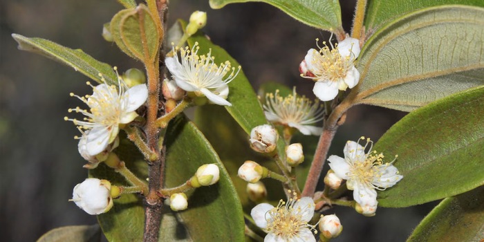 University of Queensland (detail)