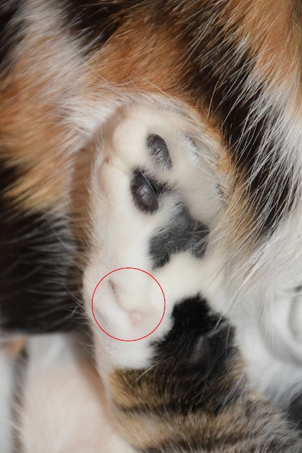 Het zit iets verhoogd aan de zijkant verborgen: de duimklauw.