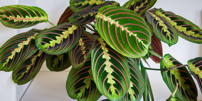 Maritxu/Shutterstock