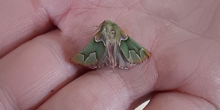 Kevin Koen, CC BY-SA Kevin Koen, CC BY-SA