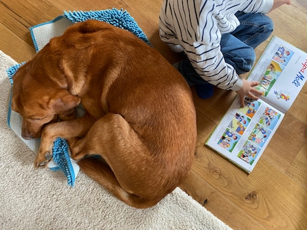 Der Hund hat seine Decke geschnappt und sich neben dem lesenden Kind eingerollt – einfach goldig.