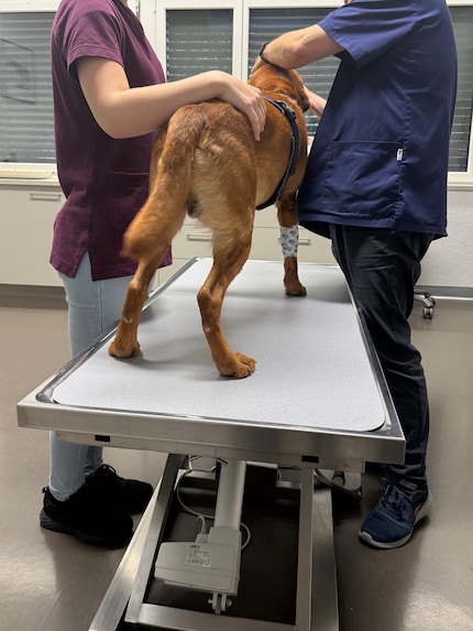 Beim Tierarzt wird’s kritisch: Wenn’s um Leben, Leid und Tod geht, wird einem bewusst, dass das Hundeleben viel zu kurz ist. So nah einem der Hund ist, so weh tut diese Erkenntnis.