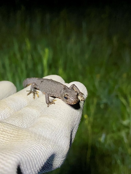 Dieser Molch hatte Glück: Die NetAP hat ihn gerettet.