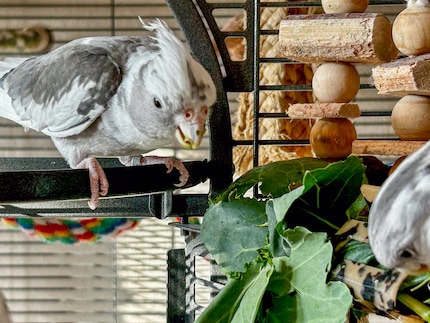 Mein Versuch, die Nymphies mit Salat abzulenken, war erfolgreich. Für zehn Minuten.