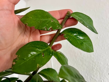 Die Schnabelabdrücke sprechen Bände.