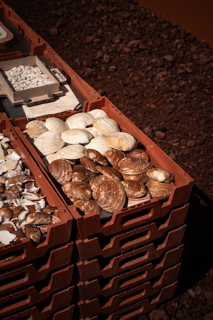 Drei verschiedene Muschelarten fliessen in das Verbundmaterial ein.