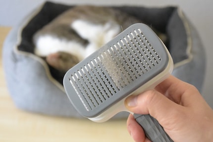 Den «Stoff» liefern meine Katzen: Kater Jasper muss für den Test Haare lassen.