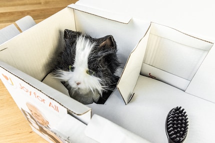 Neugierig spienzlet das Robo-Büsi aus der Verpackung.