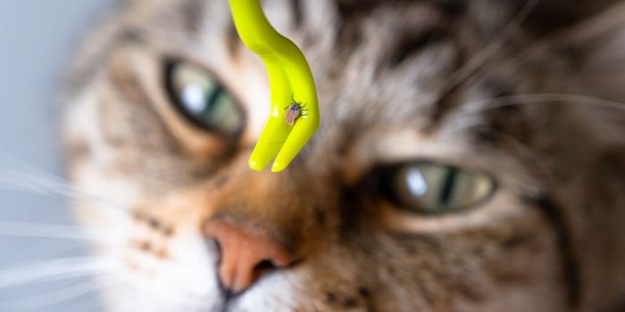 Simol1407/Shutterstock