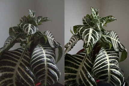 Gespot bij weinig licht. Links iPhone 3G, rechts iPhone 17.