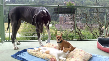 Die Dogge hat immer noch keinen Schlafplatz, aber wohl fühlen sich die drei offenbar miteinander.