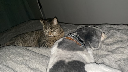 Manchmal endet das Ganze genauso, wie man es sich vorstellt: Der Hund teilt sein Zuhause und sein Bett.