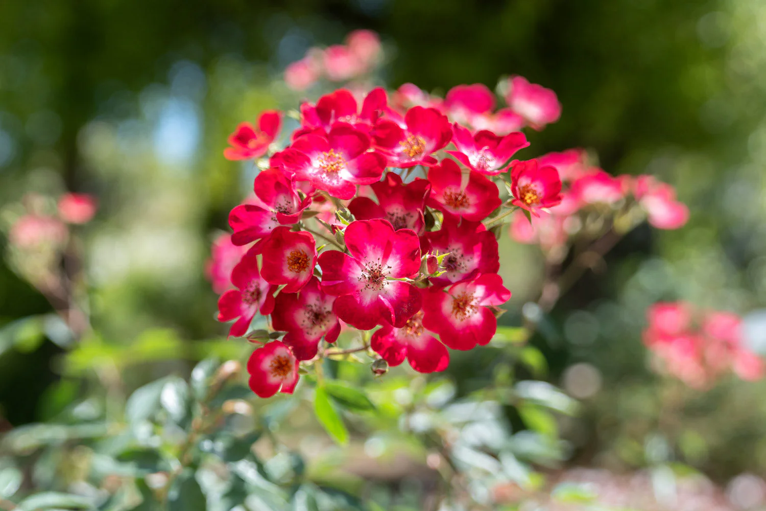 Typisch Felco, typisch Schweiz: die Felco-Rose in Rot-Weiss.
