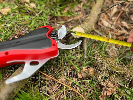 Die knapp 40 Millimeter hat die Astschere noch problemlos beim ersten Versuch geschafft.