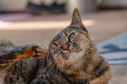 Über das Katzentaxi gelangen viele Parasiten nach drinnen.