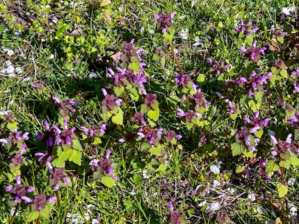 Im Klee habe ich eine Hummel entdeckt. Siehst du sie auch?