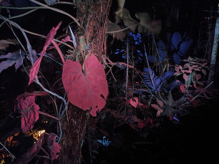 Diese 8-minütige Lichtmalerei wurde mit UV-Licht erstellt. Sie ist inspiriert Spekulationen von Wissenschaftlern, wie nicht-menschliche Lebensformen ihre Umwelt wahrnehmen.