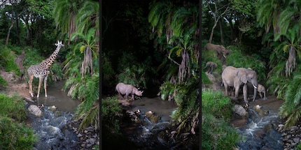 Für das Projekt arbeitete Burrard-Lucas mit Ranger zusammen, welche die vom Aussterben bedrohten Spitzmaulnashörner beobachten. Neben diesen tappten aber auch Leoparden, Elefanten, Giraffen und Nilpferde in die Kamerafalle.