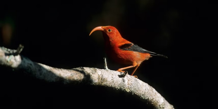 © Mary Evans Picture Library / ardea.com / Bill Coster / foto alliantie (detail)