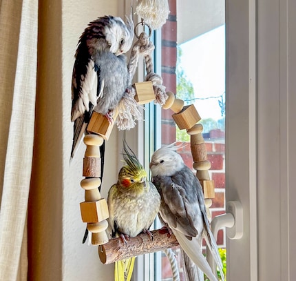 Rio, Pebbles and Cookie can't talk. But they are fluffy. That's quite enough.