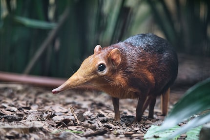 Die Spitzmaus illustriert ein altes Überlebensprinzip: Sicherheit schlägt Risiko.