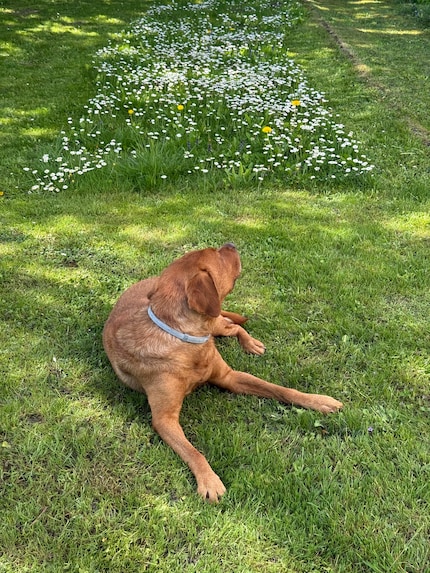 Die Luft ist besser mit Akku, findet auch der Hund, und das Gras ist tiptop geschnitten, finde ich.
