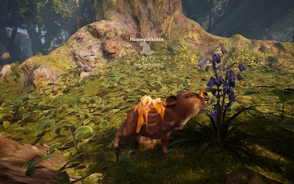 Schon in den ersten Minuten zeigt «Adorable Adventures», worum es geht: kleine Entdeckungen, viel Natur und Boris’ Nase als wichtigstes Werkzeug.