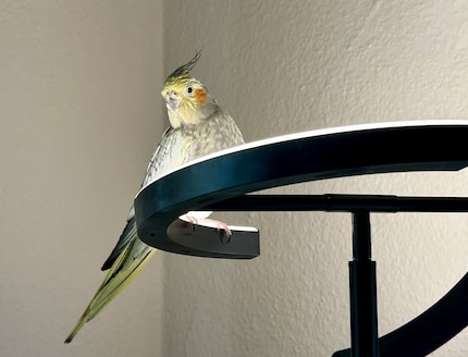 Pebbles is mijn hardste modecriticus.