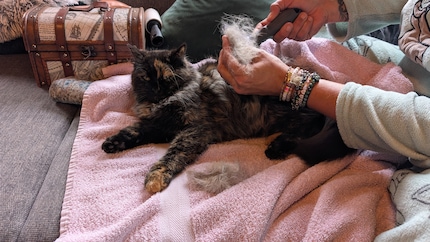 ... doch die «Massage» mit dem Furminator ist offensichtlich nötig.