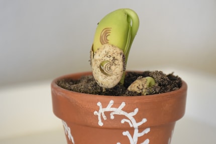 Hinfort mit dem Mäntelchen! Der erste Spross entkleidet sich.