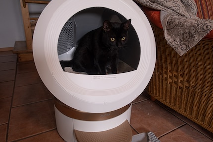 Gute, alte Zeit: Anfangs nutzt Balu das MeowgicPod trotz seiner Vorbehalte.