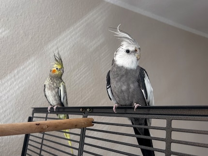 Auf Fotos hält sich Pebbles gerne hinten. Außer beim Fressen, da ist sie die Erste – und überholt sogar Rio.