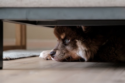 Unter dem Sofa findet dieser Hund einen Rückzugsort. Plötzlicher Feuerwerkslärm kann Haus-, Nutz- und Wildtiere erschrecken.