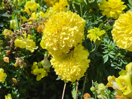 Da gehe ich besser nicht zu nah ran – nicht nur, um einen Insektenstich zu vermeiden, sondern auch, damit das Bild nicht zu stark an Details verliert.