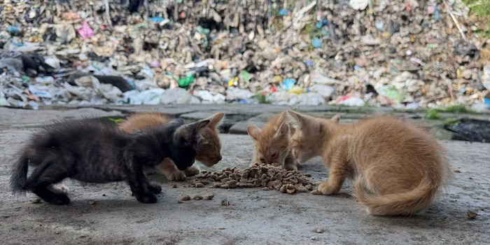 Furry Luck Bali Furry Luck Bali