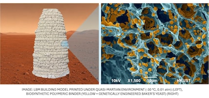 Poröses Material | Durch das Gefriertrocknen entweicht die Flüssigkeit aus dem Material und hinterlässt Poren. Gelb gekennzeichnet ist die genetisch modifizierte Bäckerhefe, deren Zellen mit stark haftenden Proteinen beschichtet sind.