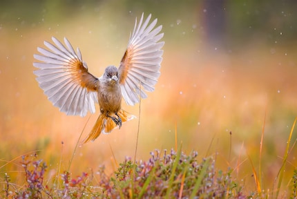 Ein Bild aus dem neuen Sony EF 400mm F4.5 GM OSS.