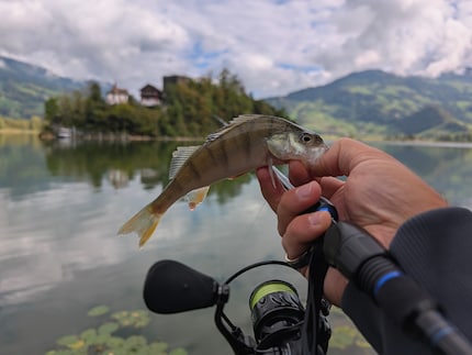 Endlich ein Fisch. Der Egli ist aber noch zu klein.