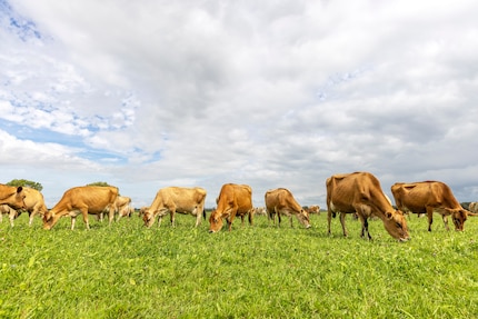 Vaches de Jersey