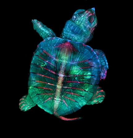 Winner 2019: Turtle embryo