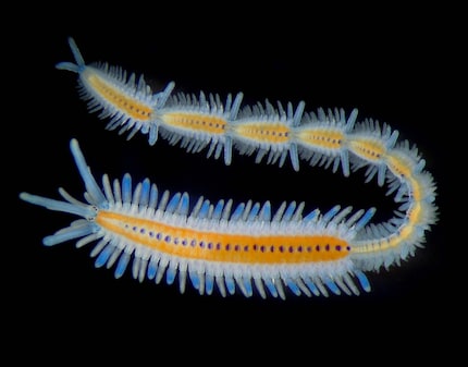 2nd place 2003: Myrianida pachycera (marine worm)