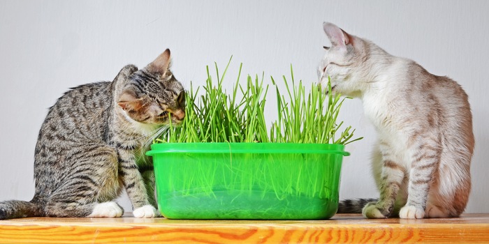 L'herbe à chat aide les poussins à digérer.