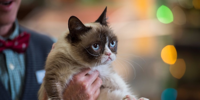 Chat grincheux ou être de mauvaise humeur et être payé pour cela. Chat grincheux ou être de mauvaise humeur et être payé pour cela.