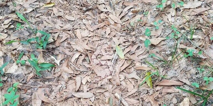 Wo hat sich die Schlange versteckt?