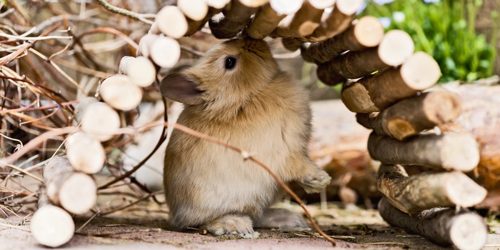 Les possibilités de retraite sont importantes pour les animaux en fuite.