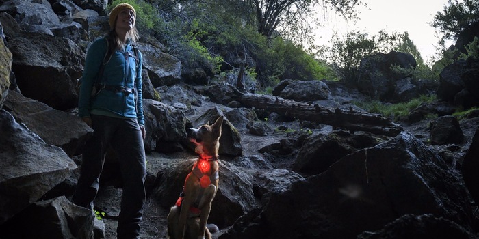 Dimostra che ci sei: con giubbotti e collari luminosi rendi il tuo cane visibile a tutti.