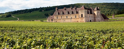 Vineyard in burgundy: known for good wines with pinot noir.